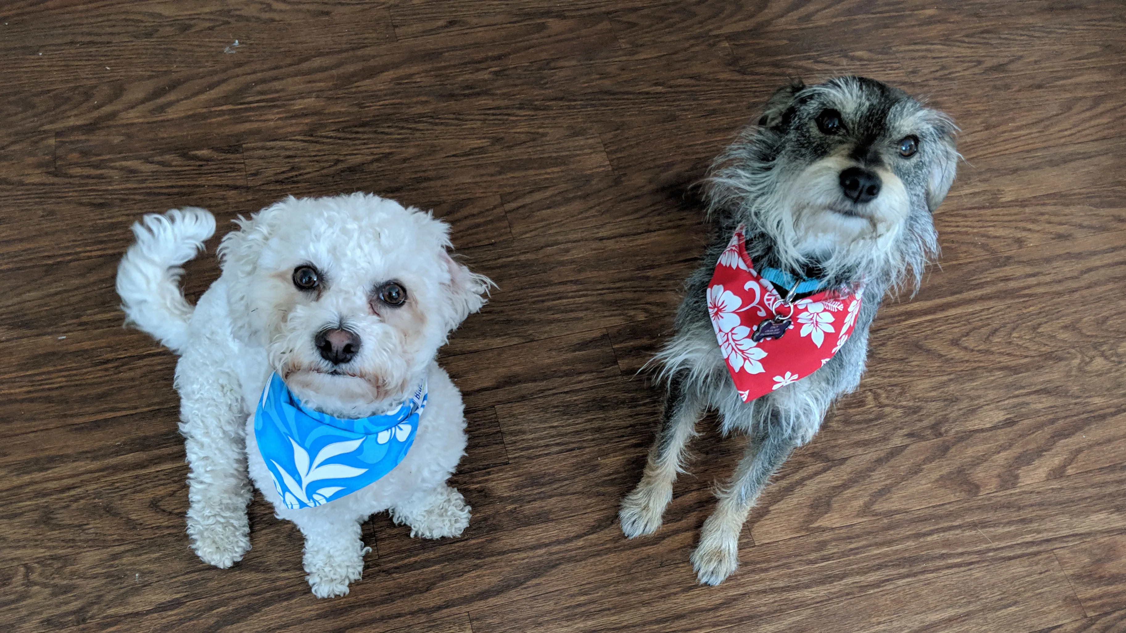 Dog-Friendly Restaurants, Parks & Activities Near The Villages & Ocala