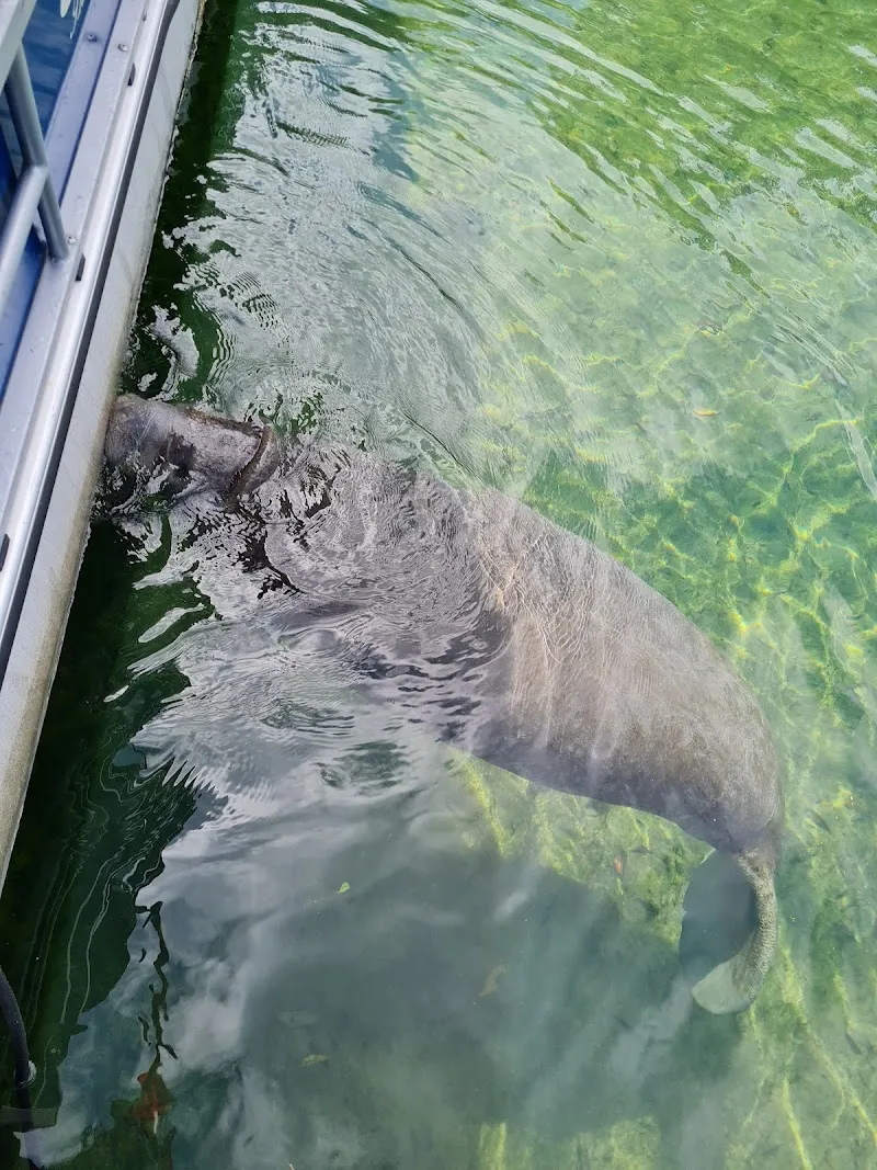 Snorkeling With Manatees