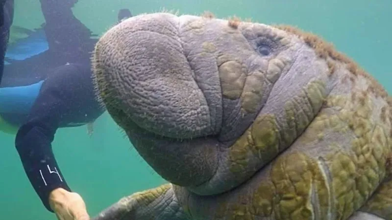 Three Sisters Springs Visitors Center for Swimming with Manatees